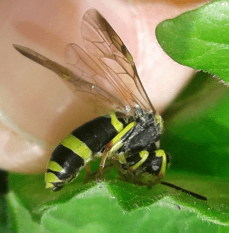 Tenthredinidae : Tenthredo zonula? S